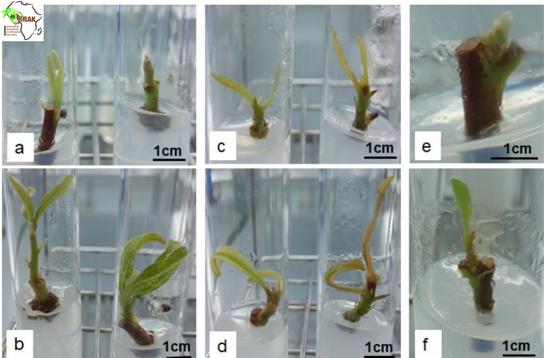 Biotechnologie végétale et culture in vitro : multiplication…