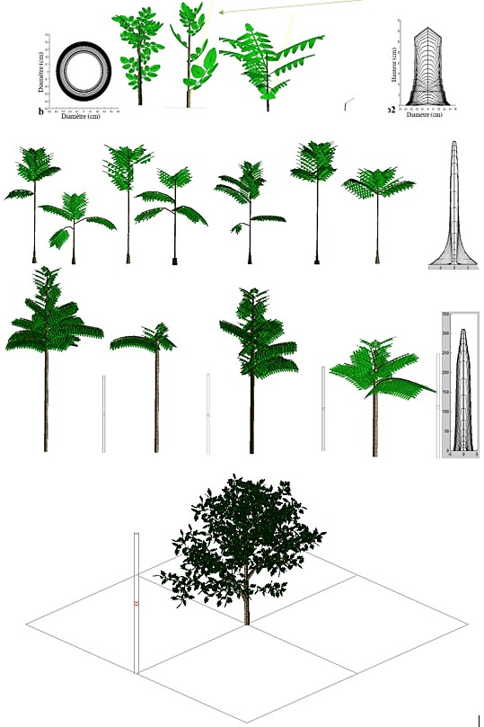 Sylviculture de précision et amélioration génétique du Vène …