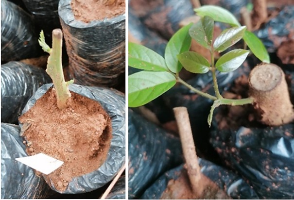 Appui aux pépinières et à la conservation de Dao ou N'Dabo (…