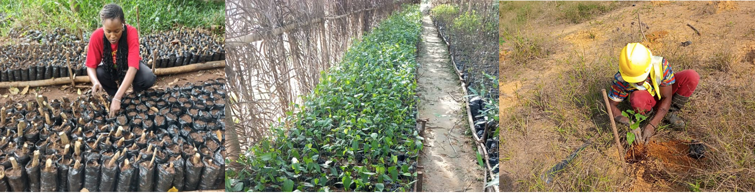 Semences d’espèces locales pour re-végétalisation et restaur…